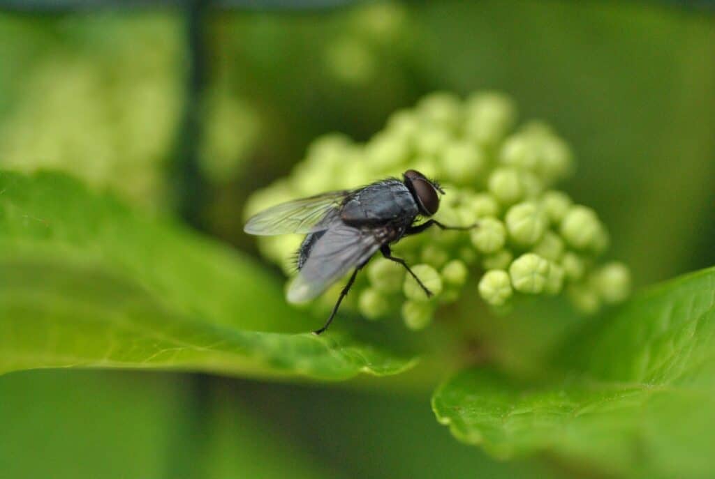 diseases transmitted by Flying Insect