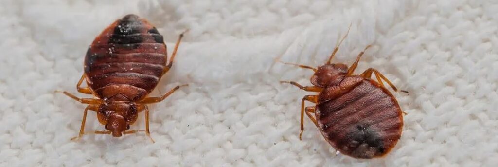Bed Bug Treatment