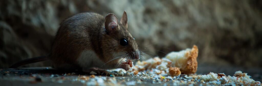 Rodent Control Service