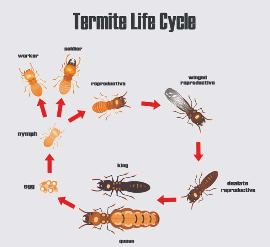 stages of termites
