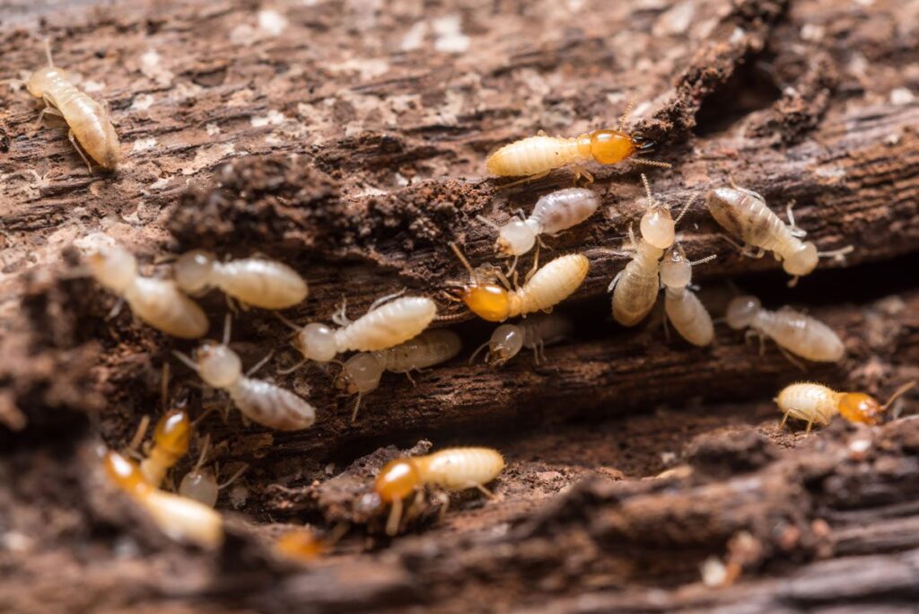 life cycle of white ants