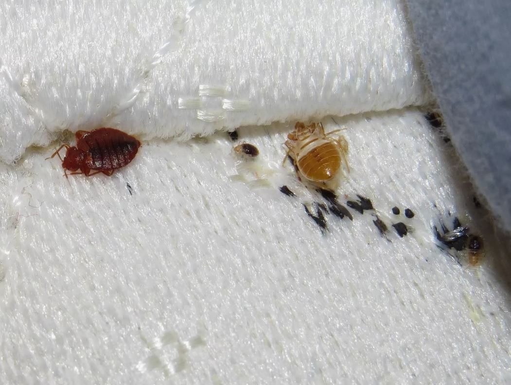 Factors Influencing Bed Bug Life Cycle