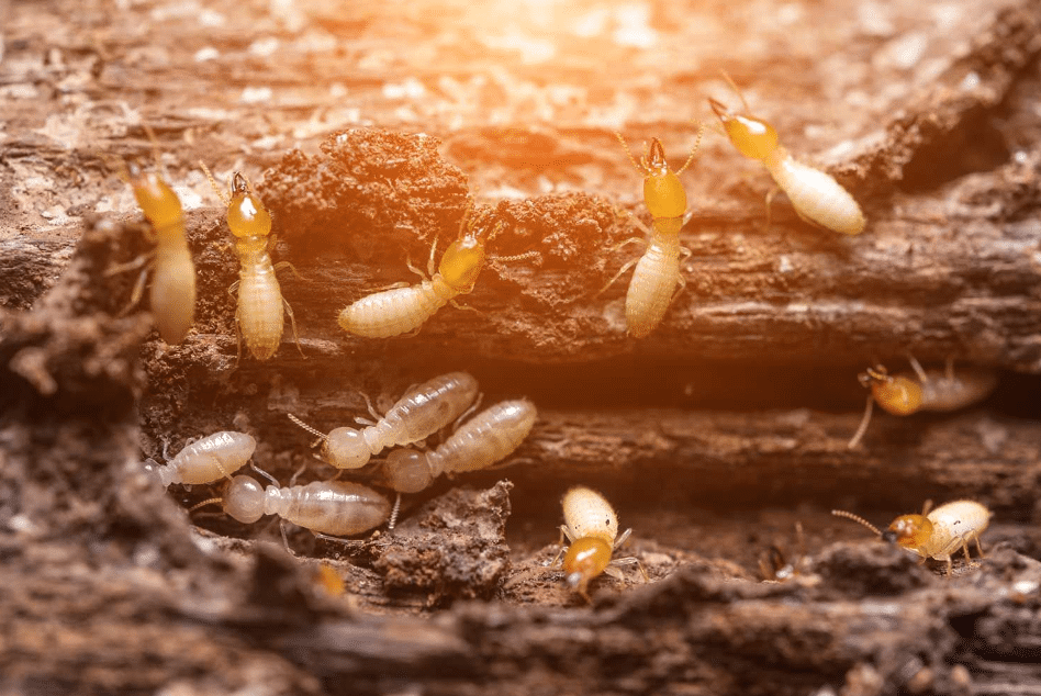 مبيدات النمل الابيض