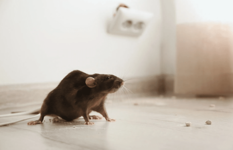 rats and mice