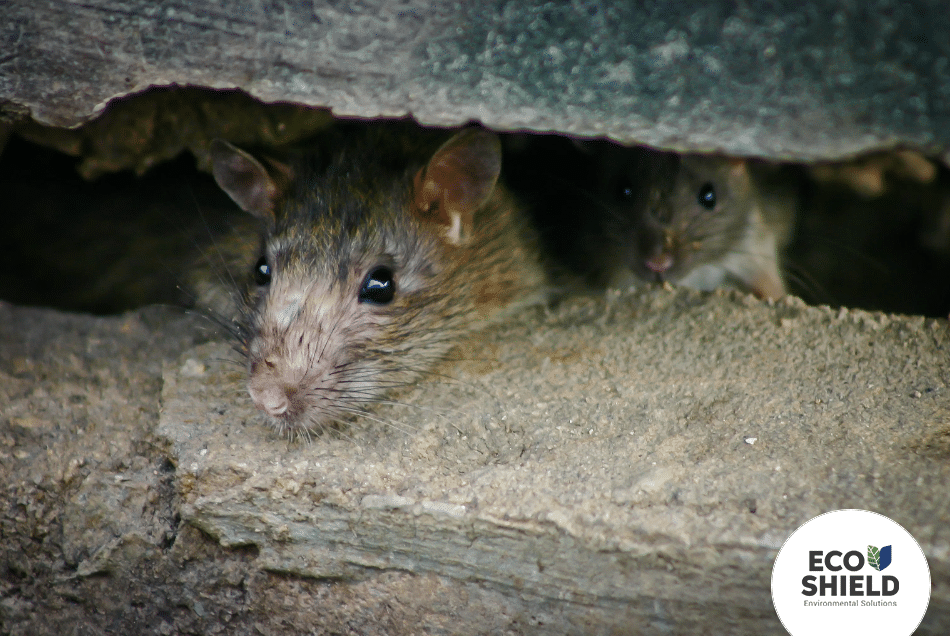 انواع الفئران