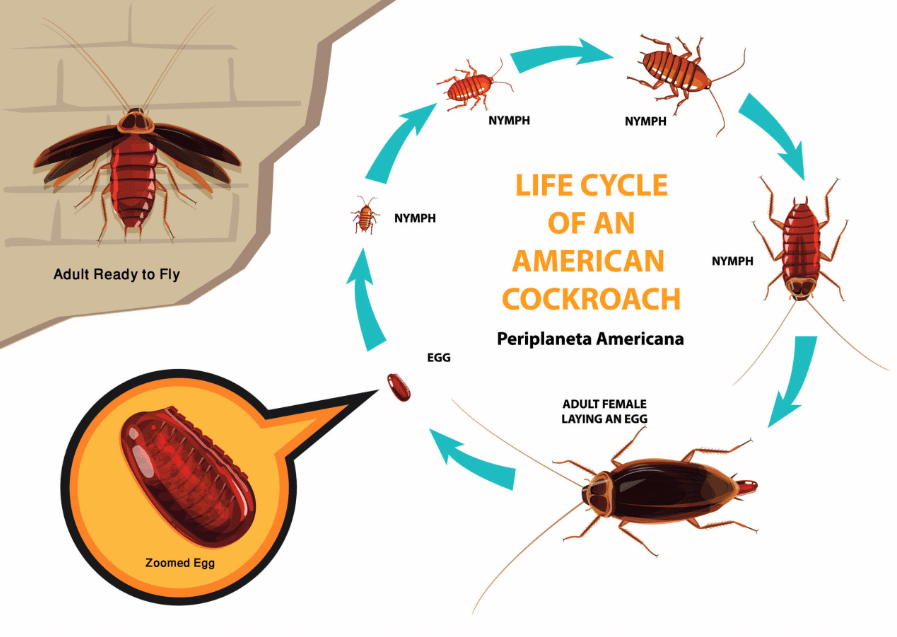 دورة حياة الصراصير