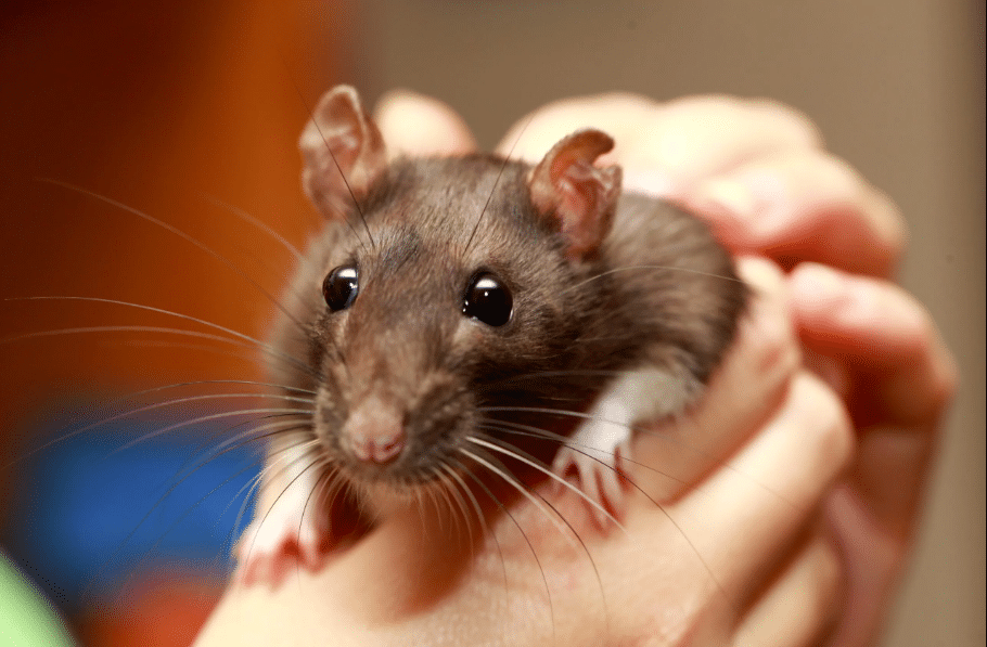 التكاثر ودورة الحياة للفئران