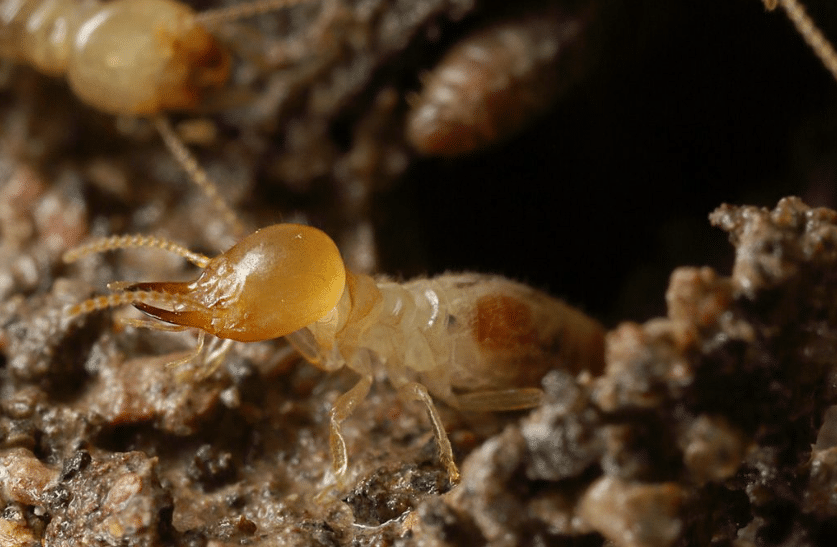 دورة حياة النمل الأبيض