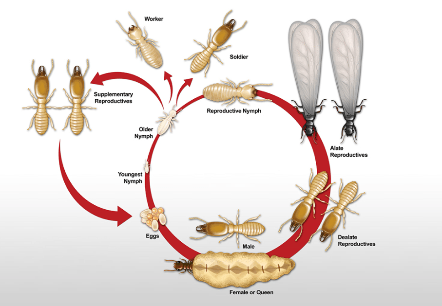 دورة حياة النمل الابيض بالصور