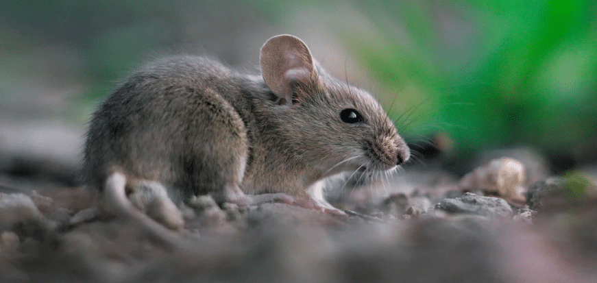 دورة حياة الفئران